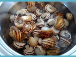 cómo limpiar caracoles