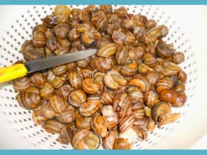 cabrillas en salsa cómo purgar cabrillas